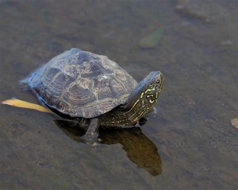 草龜|草龜（Chinese Pond Turtle）的壽命沒有你想的那麼長